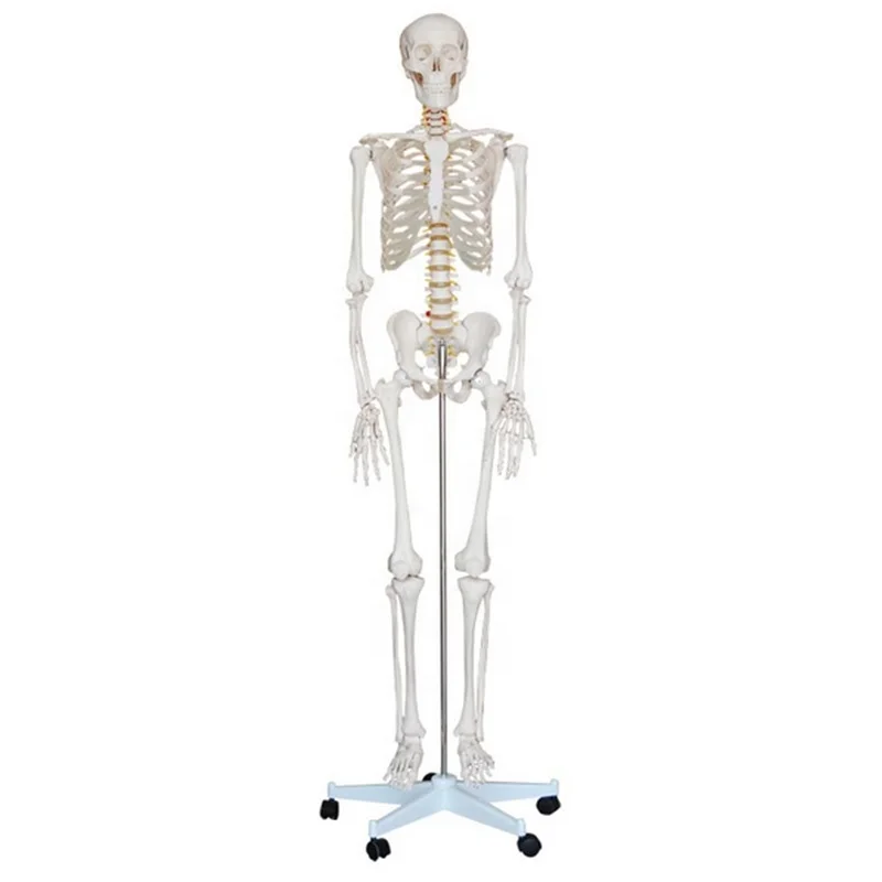 SC-A1001 180cm Human Anatomy White Skeleton Model for Medical School