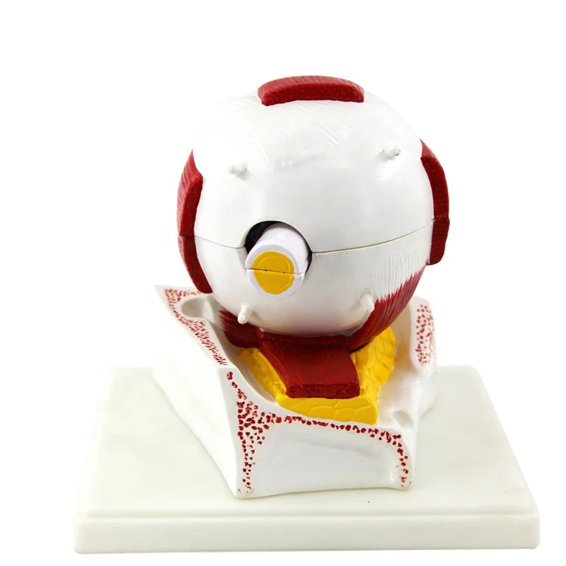 Анатомическая медицинская увеличенная модель человеческого глаза из ПВХ