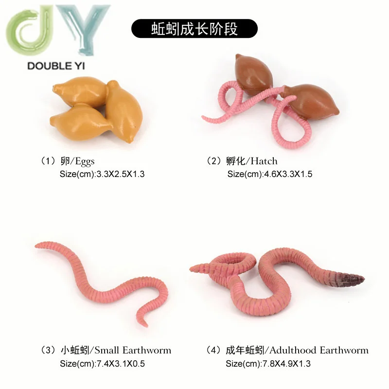 Simulated animal models insects butterflies bees frogs spiders ladybugs snails small animals growth cycle toys