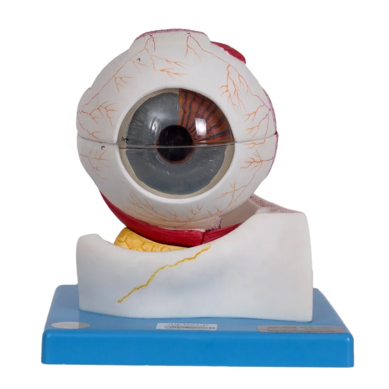 GD/A17103 Eye model Eyeball Structure Anatomical Model with 7 Parts