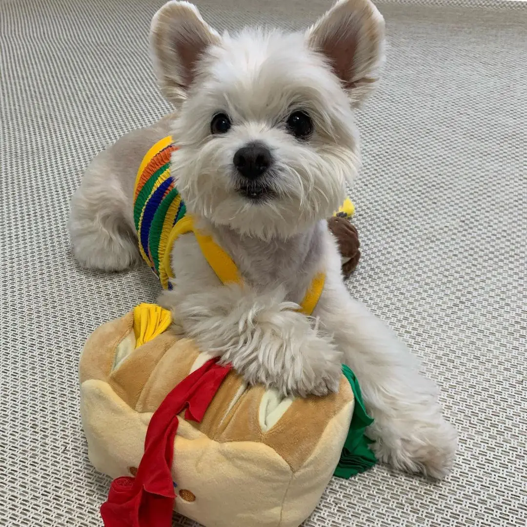 Ins Korean Pet Seek Food Sniffing Paper Bread Toast Dog Plush Toy Hide and Seek