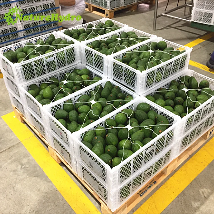 Cheap Reusable Plastic PP Fruit And Vegetable Crate Fresh Avocado Packing Box Shipping Crates