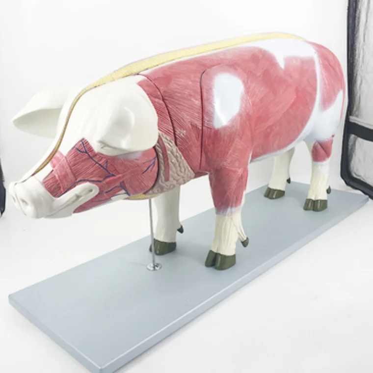 YA/B029 Pig Anatomical Model of Muscle Structure and Internal Organs Anatomical Morphology for Natural Size Education