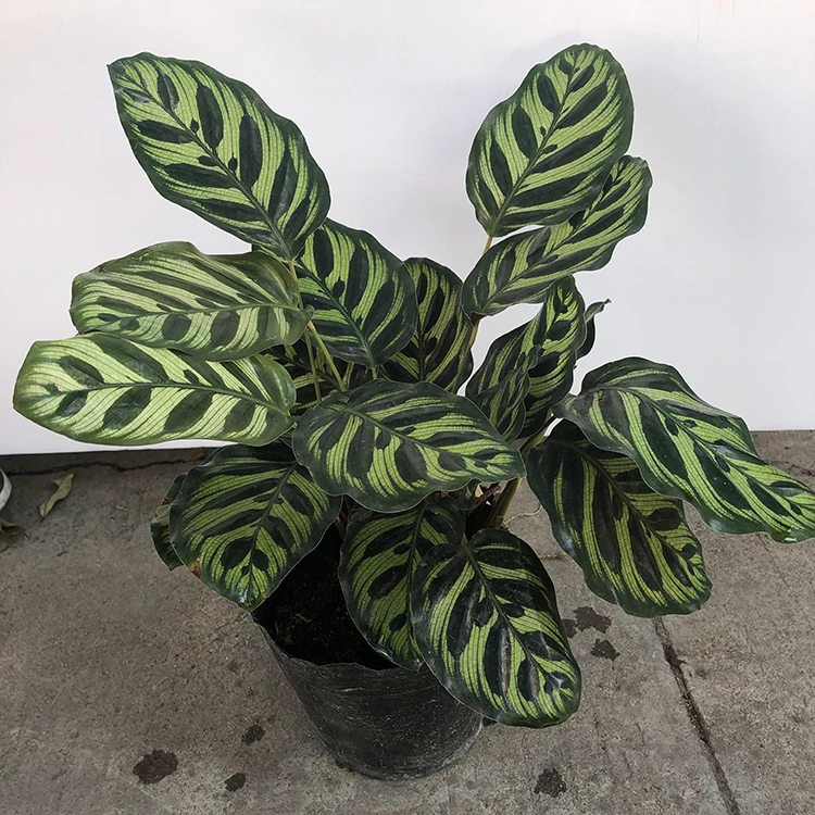 
Зеленый живой orbifolia малиновый калатея бонсай 