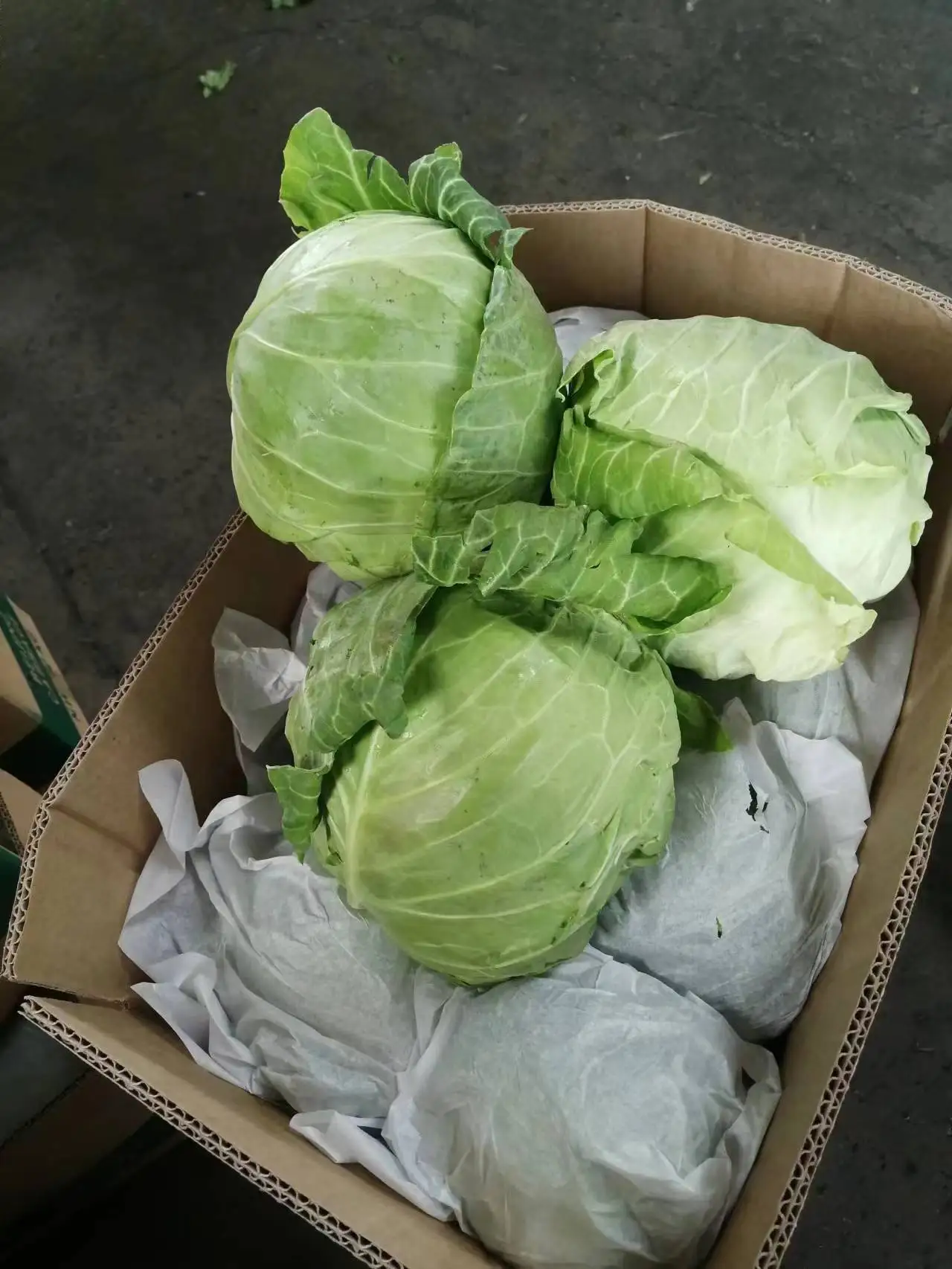 New Crop Chinese/china Fresh Cabbage Vegetables Good Quality Wholesale Low Price