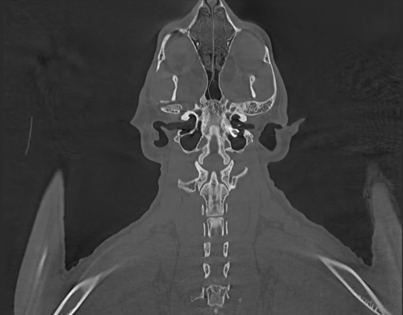 IN-VCT03 Veterinary Ct Scan Machine  Radiology Equipment Medical Pet Hospital Used 32 Slice Vet Dog Ct Scanner For Animal