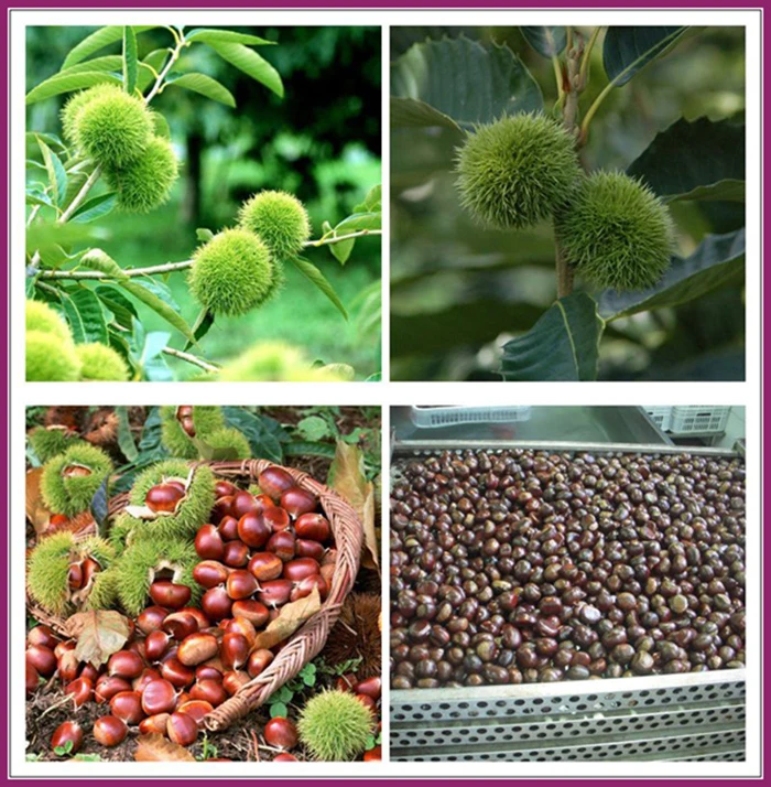 fresh chestnut-10.jpg