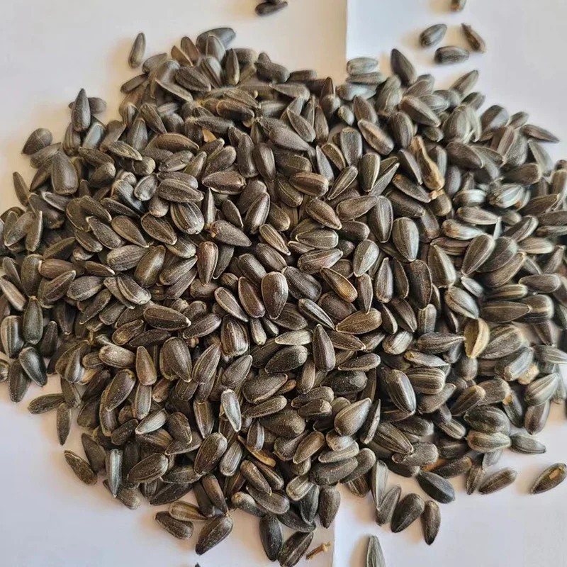 Wholesale sunflower seeds kernels small Black oil sunflower seeds for bird feeding