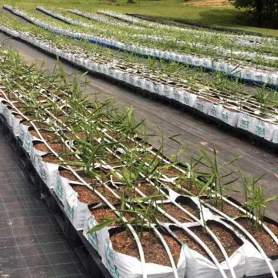 White / Black Hydroponic Plastic PE Poly Grow Pot Bag with bottom hole