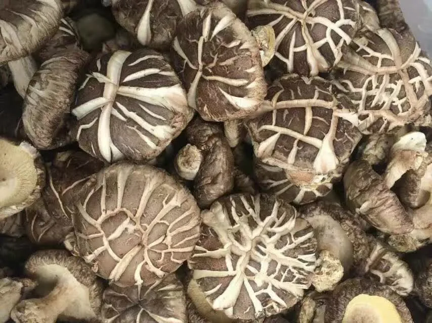 Professional industrial vegetable dehydrator mushroom heat pump drying room