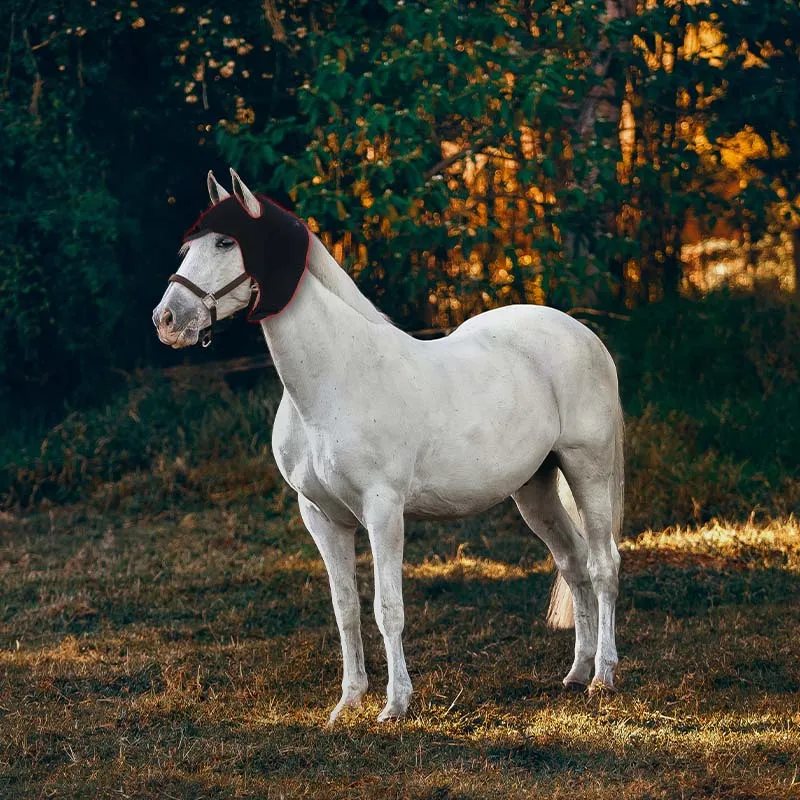 Встроенный аккумулятор красный свет терапия для конской ноги копыт голова красная светодиодная лошадиная лошадь