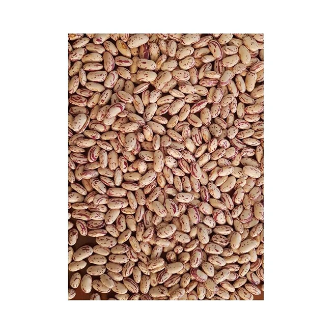 Light Speckled Kidney Beans Product From Ethiopia Suppliers