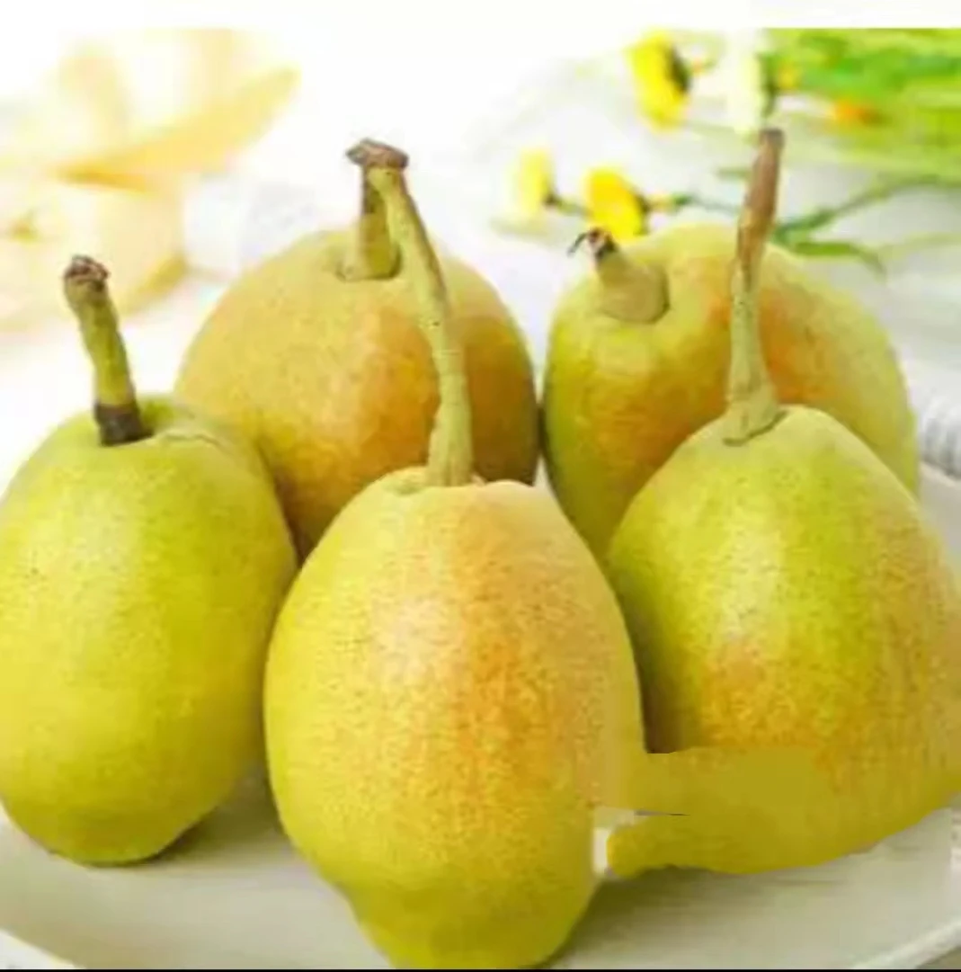 The famous delicious natural fresh pear wholesale price