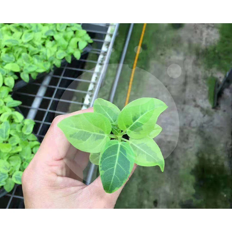 Китайский производитель натуральное растение Ficus altissima cv.Variegata