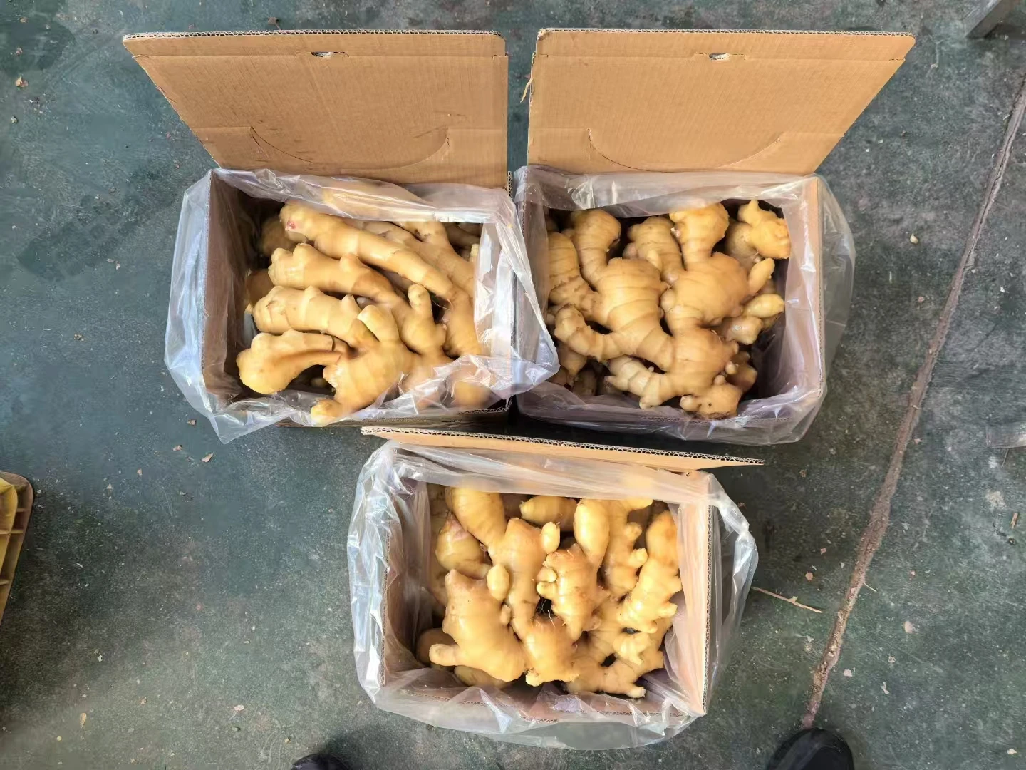 China Ginger Manufacturer Best Price New Season Ginger in bulk Top Quality Fresh Dried Ginger