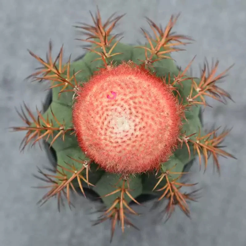 
Perennial Cactus Melocactus salvadorensis 