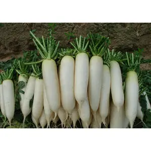factory direct sale White/green radish good quality and low price radish