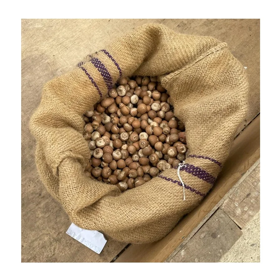 Indonesia Betel Nuts Areca Nut 2023 Ready For Export Great Quality Betel Nuts SIZE 70/75 Best Price Wholesale Price