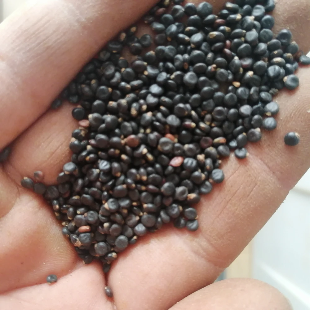 Shui hong hua zi POLYGONI ORIENTALIS семена сушеного натурального сырого фрукта для продажи