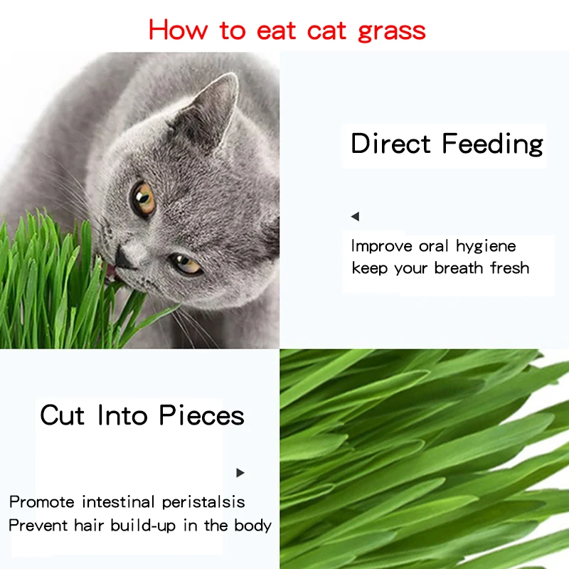 Cat Grass Seeds Grass Bag Cup Hot Sale High Quality Treats Bag Enriching Wheat Seed Pet Clean Teeth