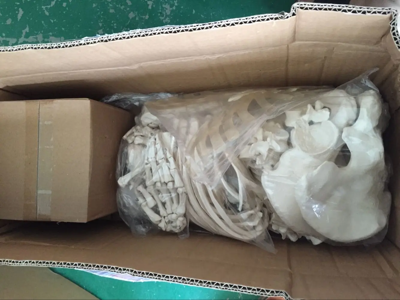 ADA-A1007 PVC Human Skeleton Model Scattered Bones Anatomical Model for Medical Science for Hospitals