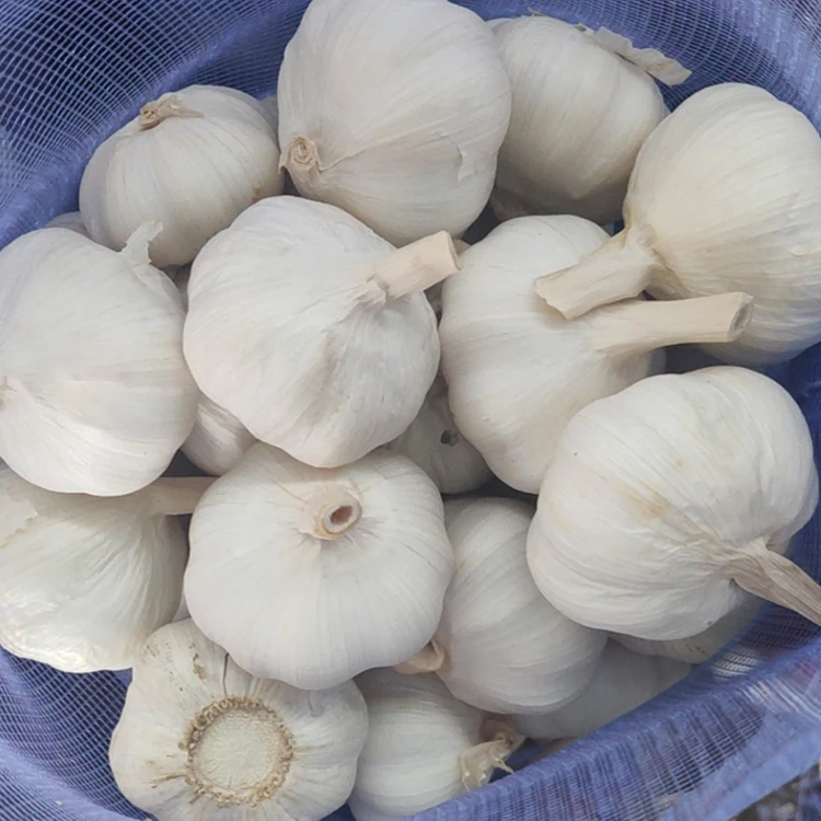 Fresh Garlic Pure Whitenormal White Cheap Price 50 Cm Up Garlic