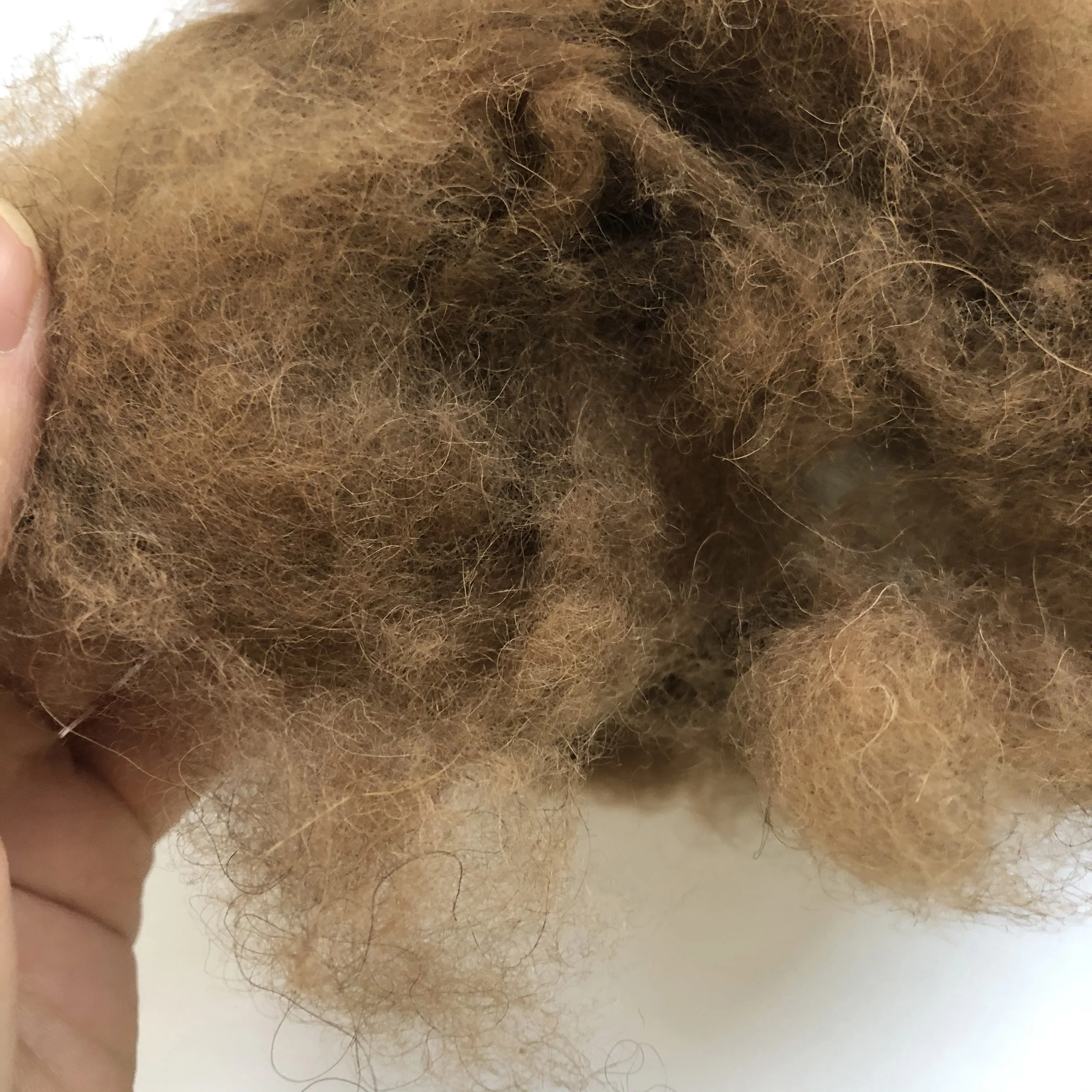 high quality factory price 100% camel hair with natural color for spinning yarn camel wool fiber for wholesale