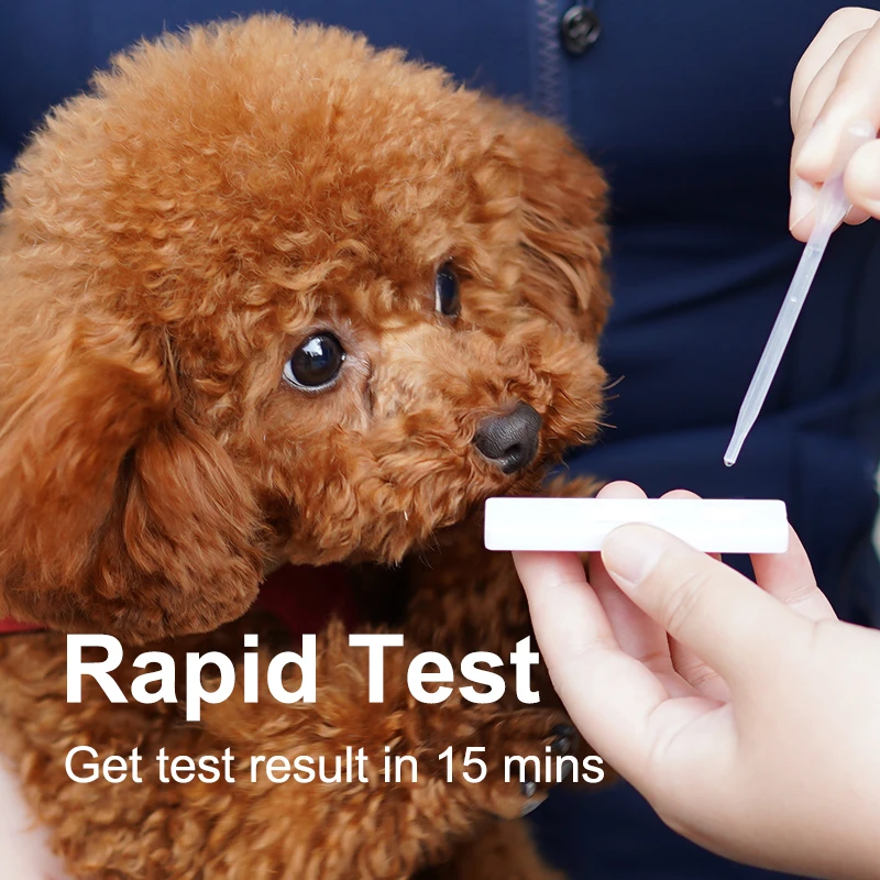 Parvovirus/Distemperment/Giardia Test Kit Cdv-Cpv Gia Ag Test Kit Cpv And Cdv Dog Test Kits