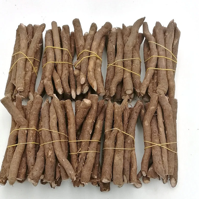 China Origin Paulownia Hybrid 9502 Root for Wood
