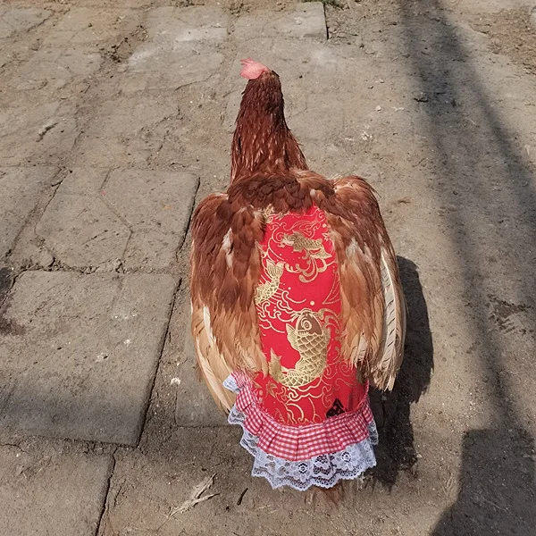 Pet Clothes Hen Apron Chicken Saddle Feather Fixed Clothes Back protection coat Double Chicken Apron