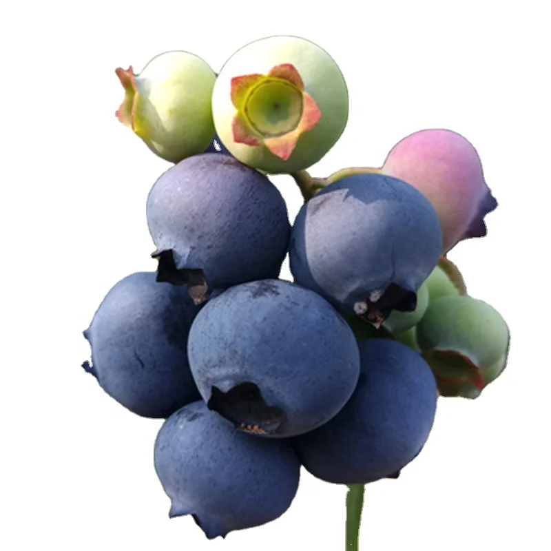 
Hot sale low price high quality high yield fruit tree Vaccinium spp blueberry seedling 