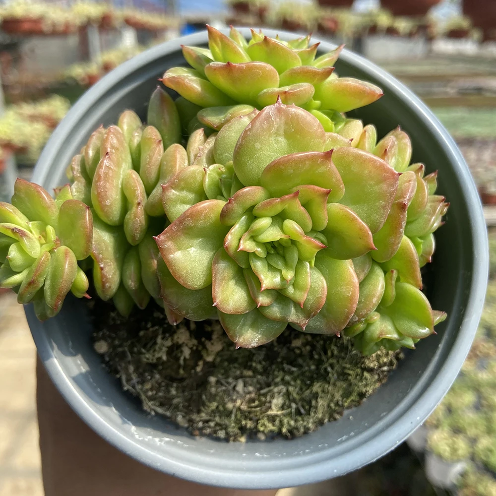 Прямая поставка с завода зеленые растения маленькие суккуленты echeveria