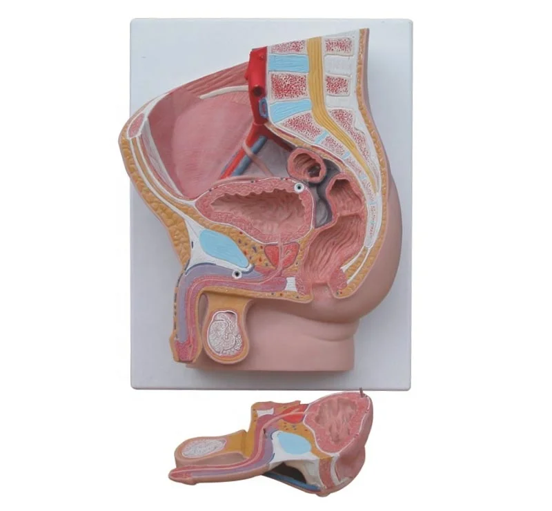 Human Male Pelvis Section (2 Parts ) Hospital school medical teaching training anatomical model