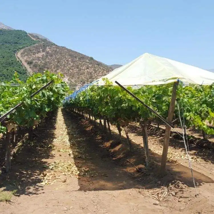 Robust Rust Proof Metal Grape Pole Pile/galvanized Steel Vineyard Pole