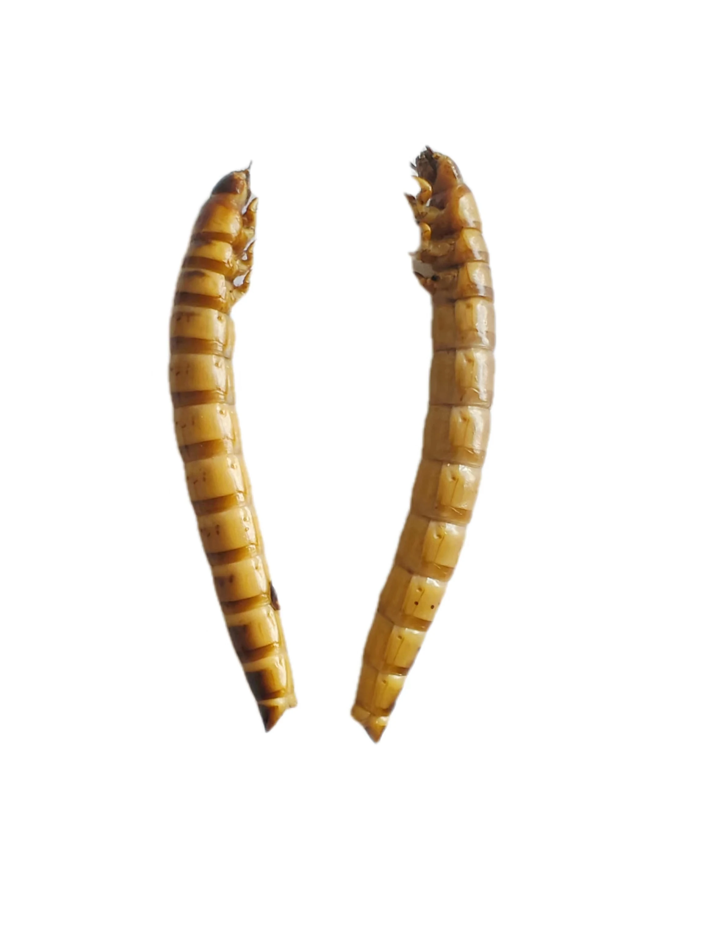 factory price high protein from animal worm fresh mealworm for cattle chicken lizard bird