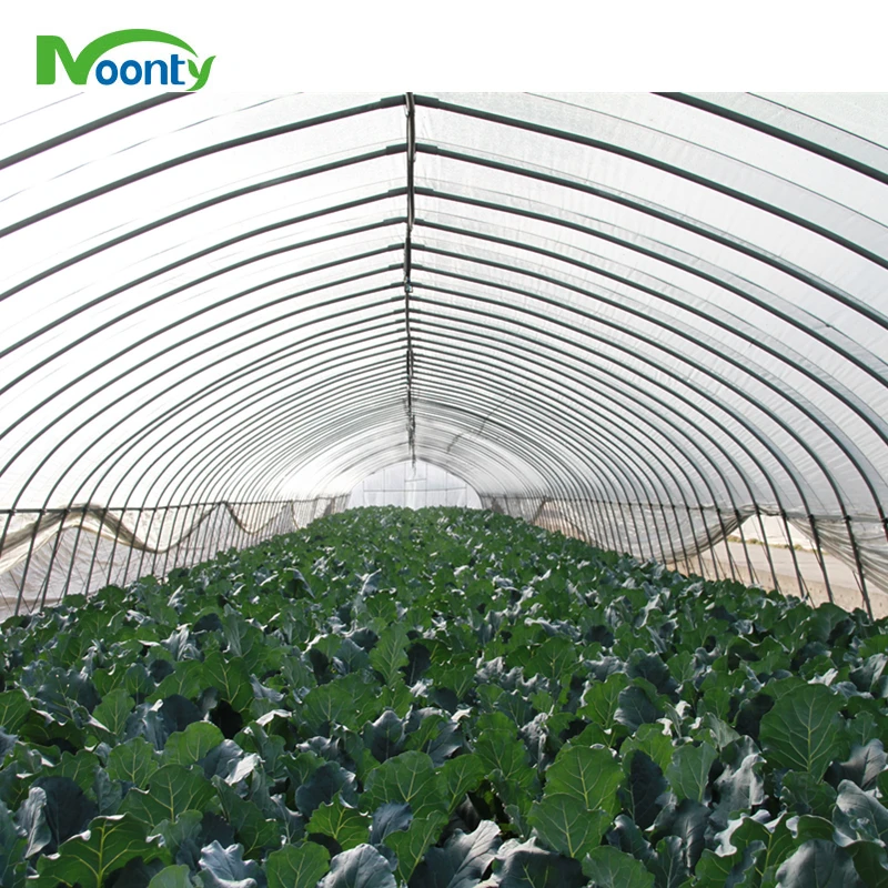 Greenhouse Made in China Tunnel Hoop House Agricultural Greenhouse