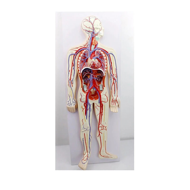 Medical Anatomy Model Plastic Simulation Human Blood Circulatory System Model