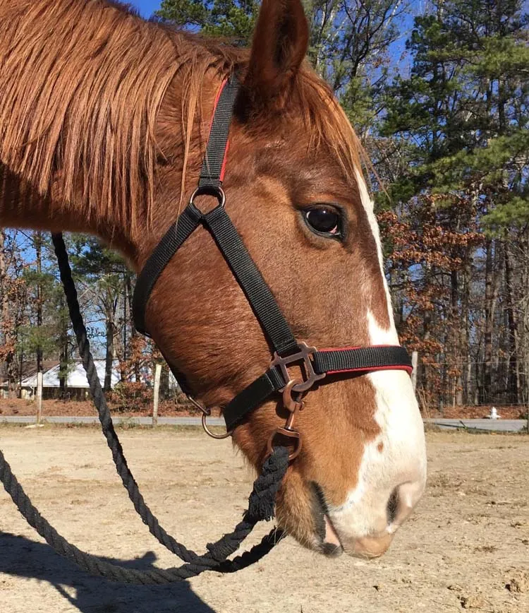 Custom Leather Halter with Super Soft Padding and Embroidery Leather Halter Horse Halter Equestrian Product Bridle Horse