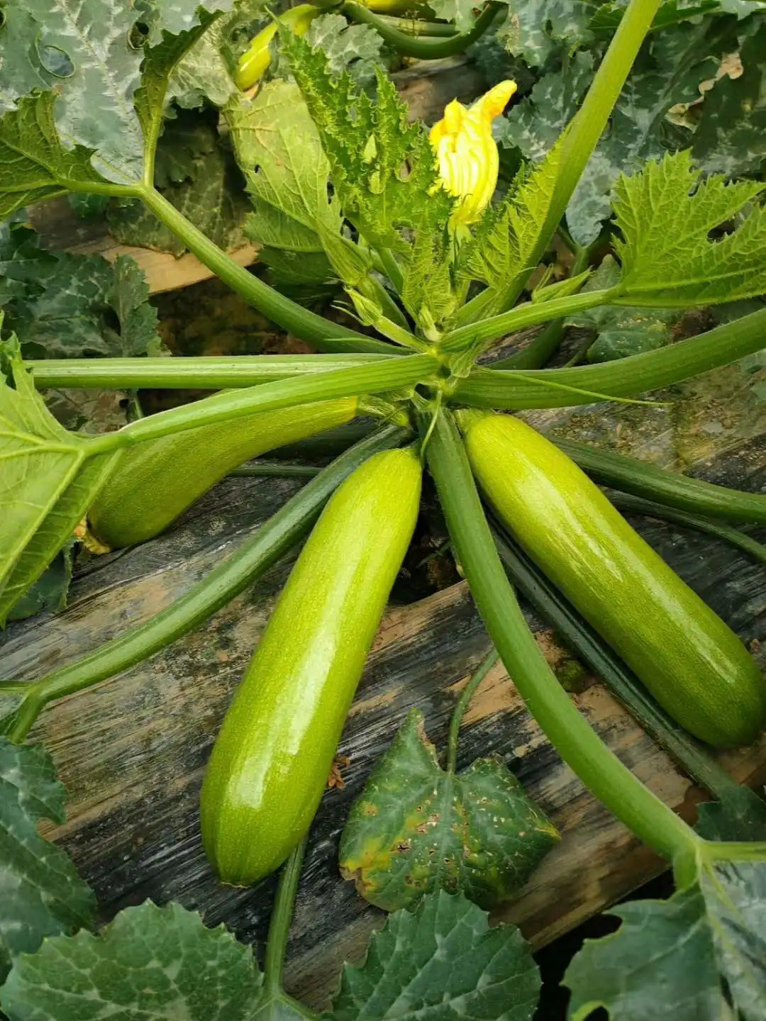 Long zucchini hybrid f1 squash vegetable seeds