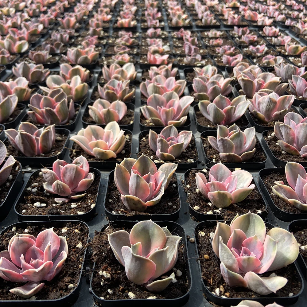 Прямая поставка с завода, комнатное растение, суккулент cheveria rainbow