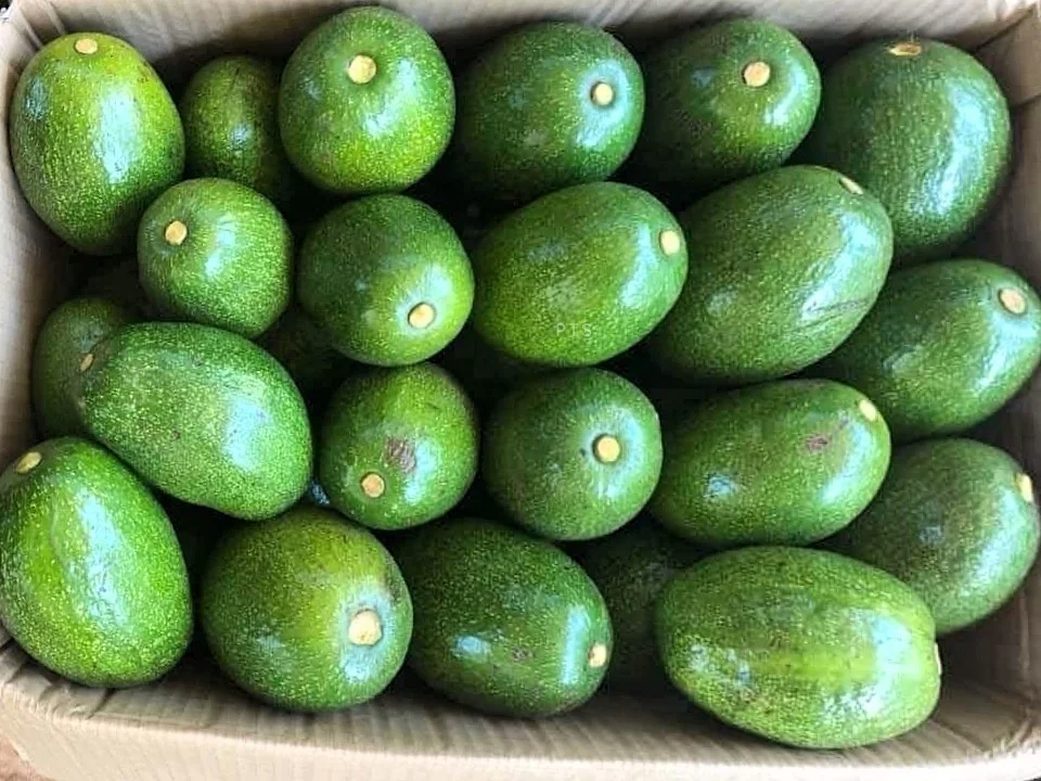 Vietnam Top Quality Fresh Avocado for supermarket