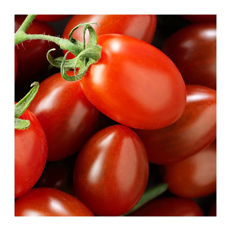 Factory Wholesale Sweet Fresh Cherry Tomatoes Solanceous Vegetable Red Cherry Tomato