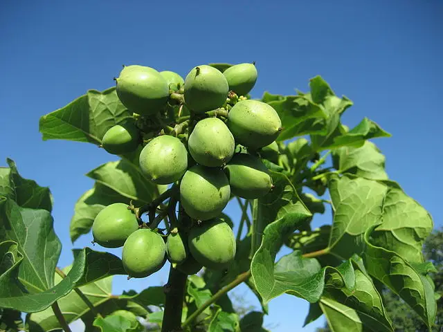 
Jatropha Seeds Tree Species Natural Jatropha Best Quality Dried Jatropha Seeds 