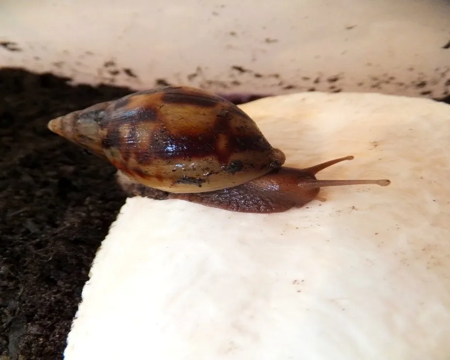 SUPPLY CUTTLE FISH BONE from VIETNAM with BEST PRICE /Ms.Thi Nguyen +84 988 872 713