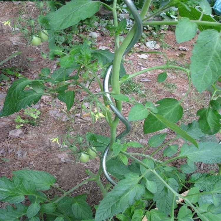 High Quality Garden Plant Trellis Tomato Spiral Support Plant Growing Sprial Stakes Metal Wire Tomato Stake