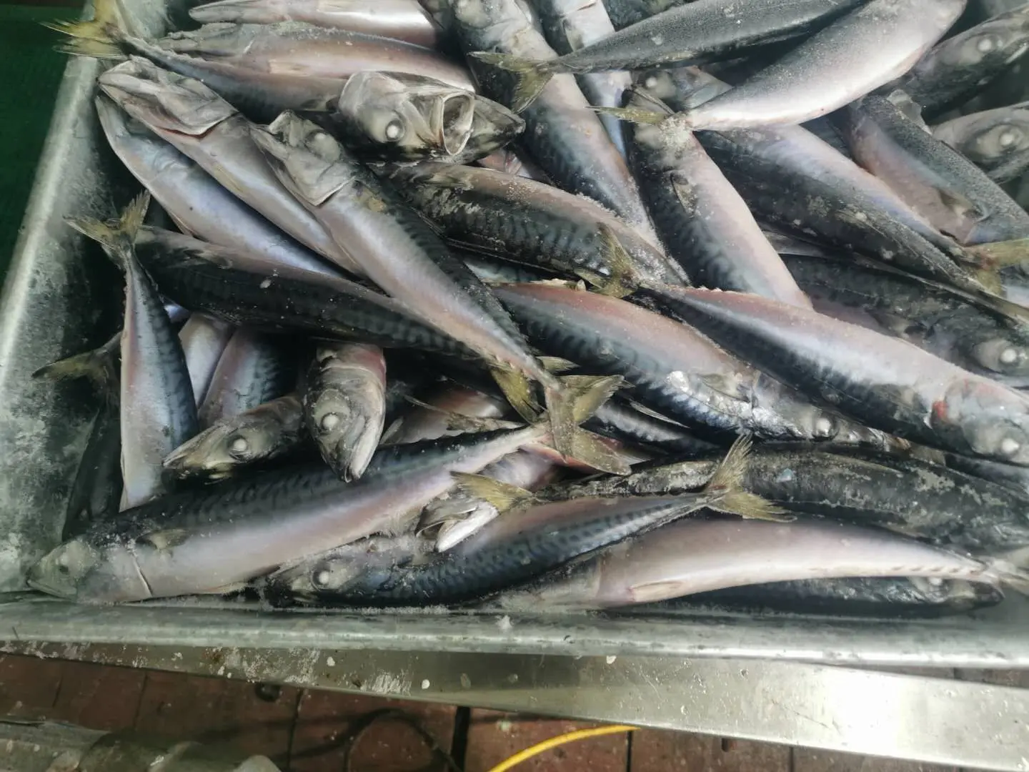 
New landing sea frozen north pacific Mackerel fish for export 