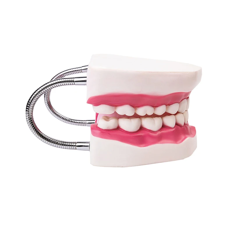 Kindergarten Medical Teaching Used Children Brush Teeth Toy Dental Care Model