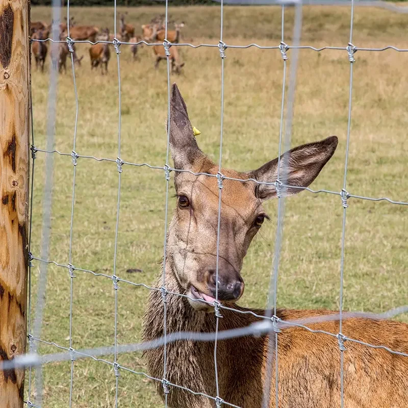 Hot dipped galvanized 8 ft x 330 fixed knot deer fencing for farm with cheap price