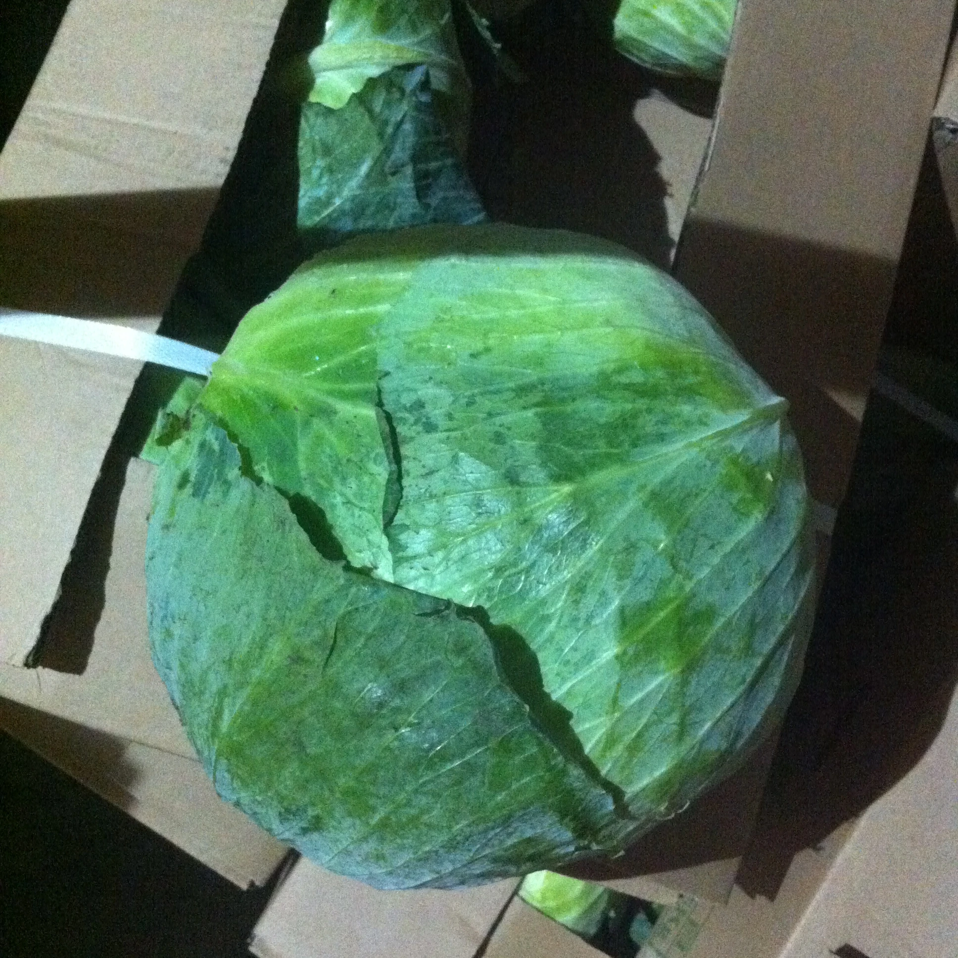 
small round cabbage from China 