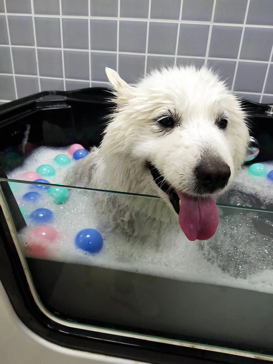 MT Medical Factory Acrylic Pet Grooming Bathtub Dog Spa Washing Tub Suitable for different size Pet For Veterinary Clinic